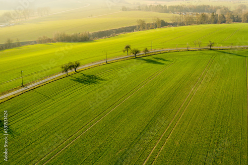 Aerial view on a field with green grass and few trees along a road. Agriculture farm cultivated land