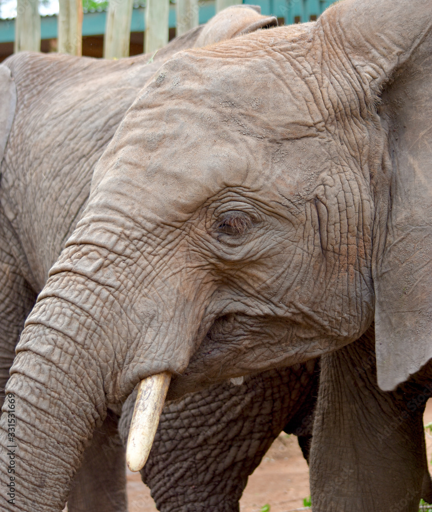 Portrait of a young elephant at a center that reintroduces orphaned elephants to the wild. (Loxondonta africana) Portrait of a young elephant at a center that reintroduces orphaned elephants to the wild. (Loxondonta africana)