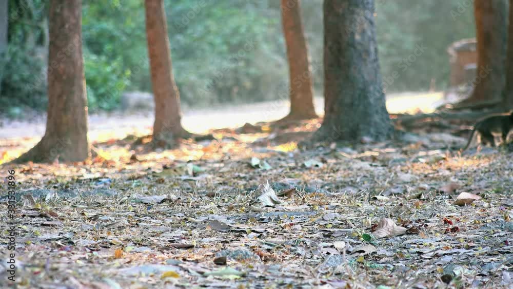 Wide Shot of Small Monkey Crossing the Scene of Dry Leaves In the Jungle Wide Shot of Small Monkey Crossing the Scene of Dry Leaves In the Jungle