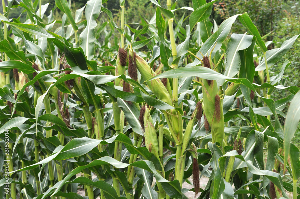 Naklejka premium The cob ripens on a corn stalk