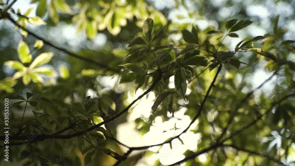 Beautiful green leaves tree branches and sunlight, low angle view Beautiful green leaves tree branches and sunlight, low angle view