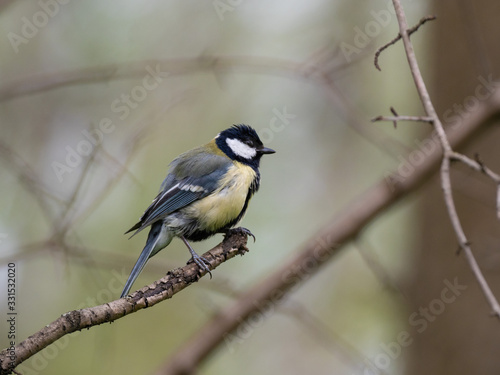 The great tit (Parus major) is a passerine bird in the tit family Paridae. © ihorhvozdetskiy