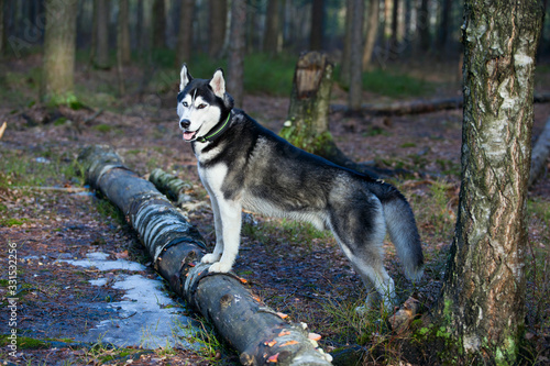 Dog breed Siberian Husky in the spring forest