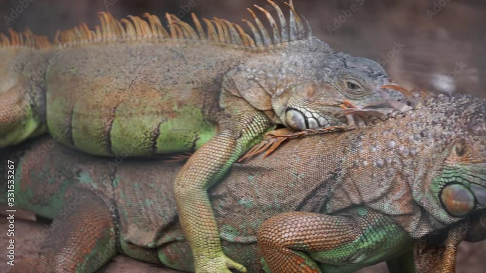 Portrait of lizard, iguana. Close up shot of tropical and exotic predator. Two iguanas are breeding. Portrait of lizard, iguana. Close up shot of tropical and exotic predator. Two iguanas are breeding.
