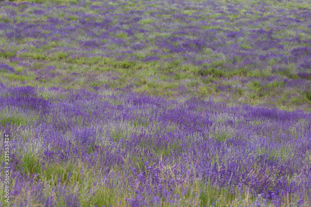 Obraz premium Campo di lavanda in piemonte