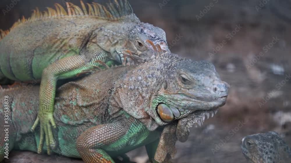 Portrait of lizard, iguana. Close up shot of tropical and exotic predator. Two iguanas are breeding. Portrait of lizard, iguana. Close up shot of tropical and exotic predator. Two iguanas are breeding.