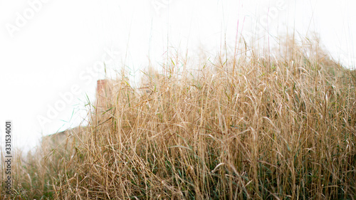Dry tall yellow grass
