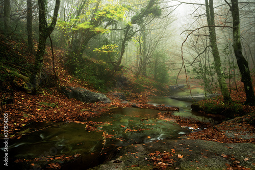 Arroyo en el bosque en otoño con hojas en el suelo y niebla