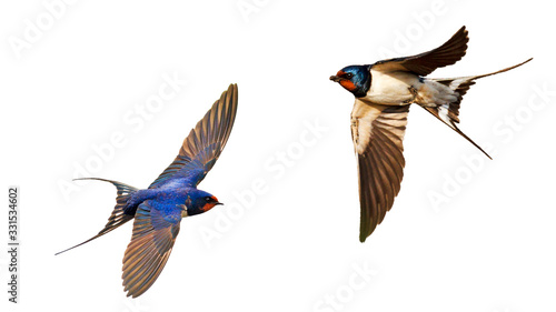 flying swallows isolated on white background photo