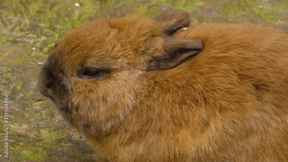Close up of brown bunny head chewing. Close up of brown bunny head chewing.