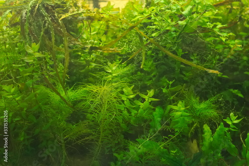 tropical aquatic plants in the aquarium