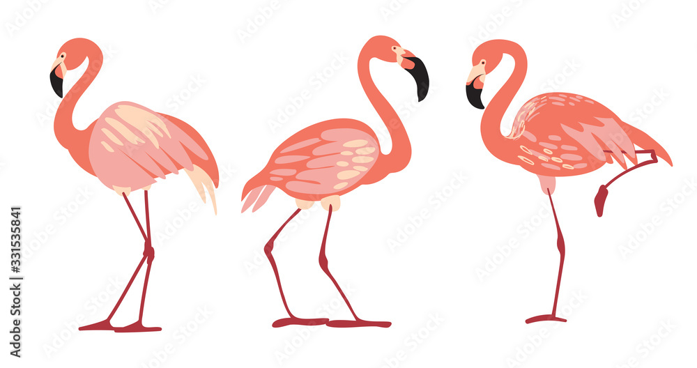 Obraz premium Tropical Bird Flamingos. Vector.
