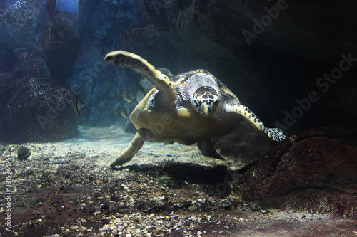 A large turtle swims underwater