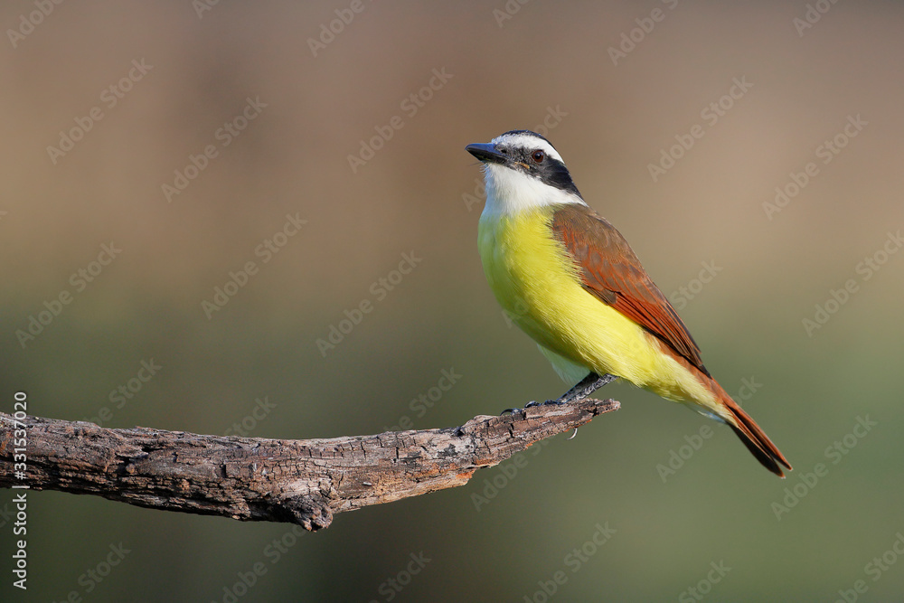 Fototapeta premium Great kiskadee (Pitangus sulphuratus) perched, South Texas, USA