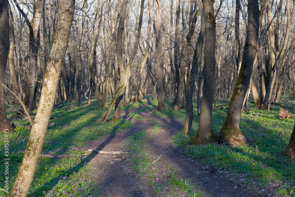 Winding dirty road in the nude spring forest Winding dirty road in the nude spring forest