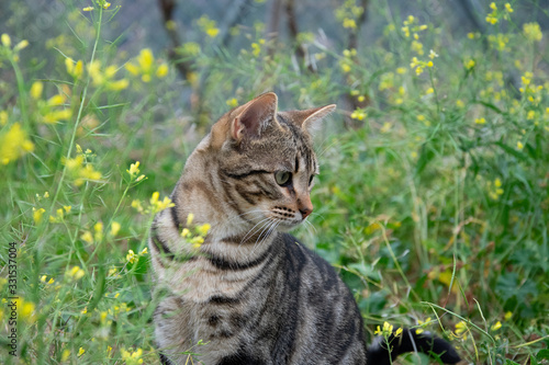 A cat in the grass