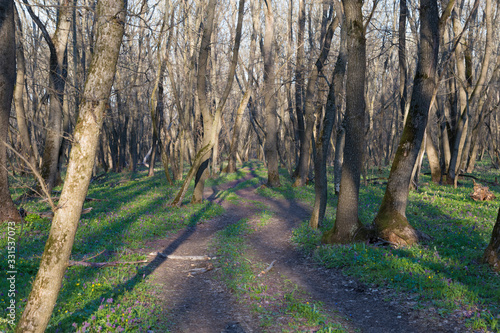 Winding dirty road in the nude spring forest