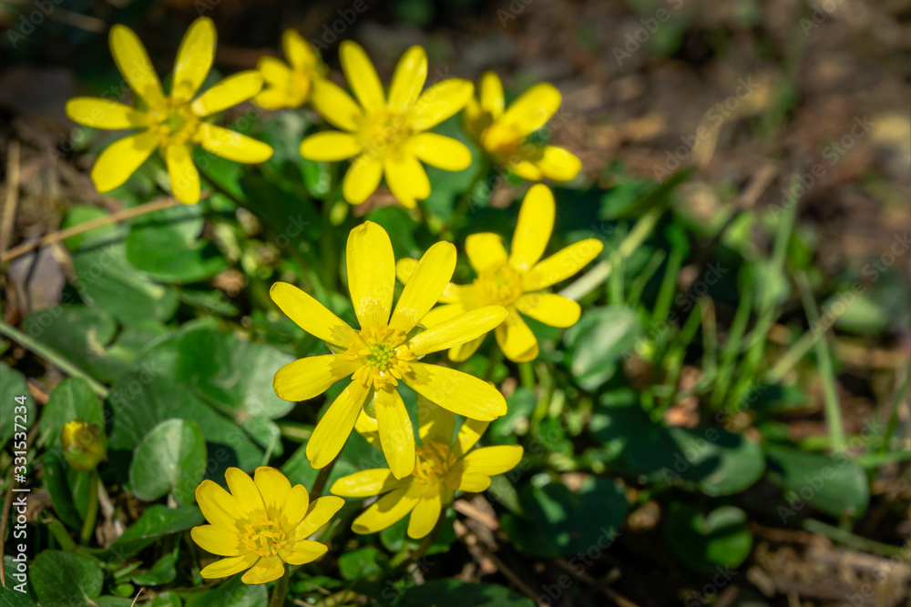 Glossy bright yellow small flowers Lesser celandine or Buttercup spring (Ficaria verna, Ranunculus Ficaria). Close-up of one of the first early blooming spring flowers. Selective focus Glossy bright yellow small flowers Lesser celandine or Buttercup spring (Ficaria verna, Ranunculus Ficaria). Close-up of one of the first early blooming spring flowers. Selective focus