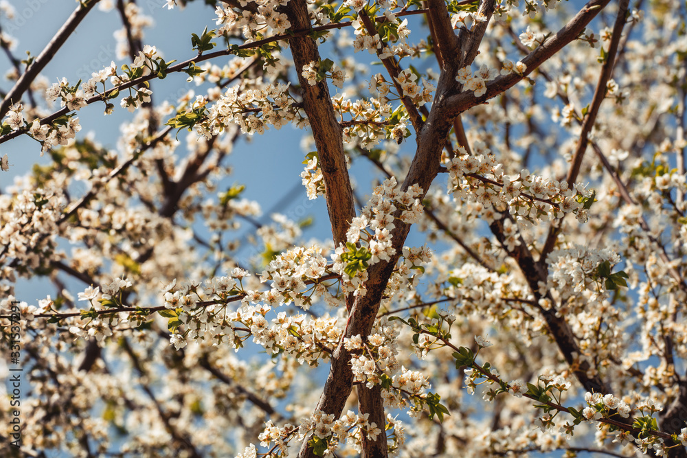 apricot branch blossoming in white flowers against the sky apricot branch blossoming in white flowers against the sky