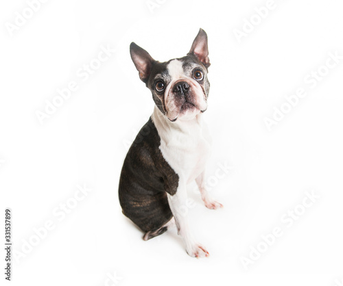Beautiful boston terrier dog on white background