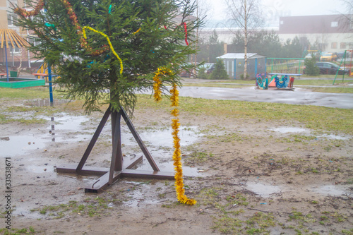 Christmas tree after the celebration of the new year is on the street in the yard. The end of winter and holidays. The beginning of spring and work.