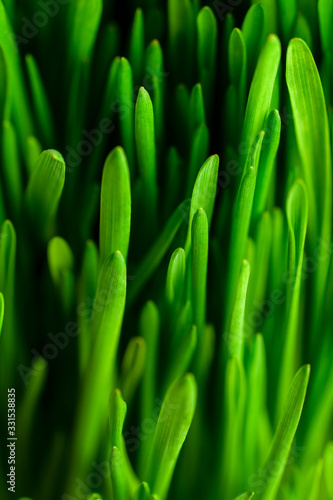 fresh green grass, bright color, side view, soft focus, background, wallpaper, texture