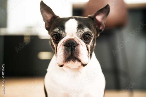 Beautiful boston terrier dog at home © Louis-Photo