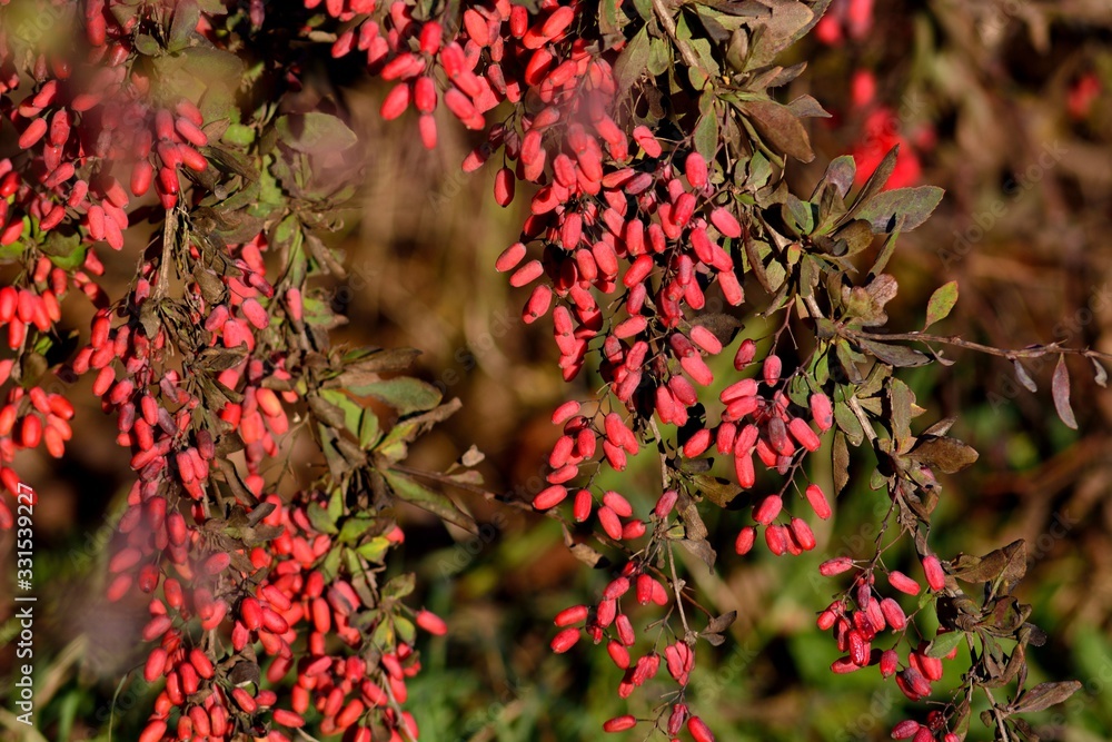 Ripe berries of barberry. Ripe berries of barberry.