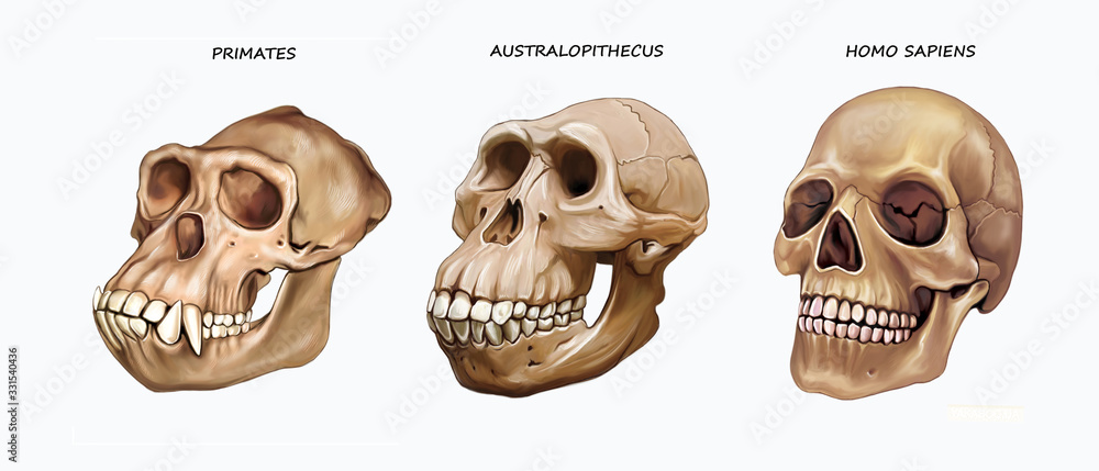 skull of ape, Australopithecus and Homo sapiens skull of ape, Australopithecus and Homo sapiens