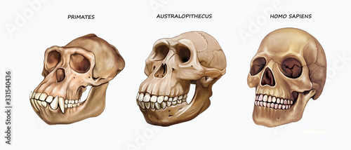 skull of ape, Australopithecus and Homo sapiens photo