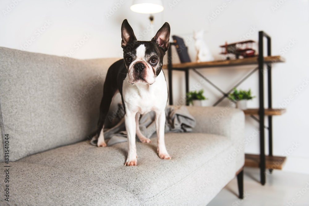 Beautiful boston terrier dog on the home sofa