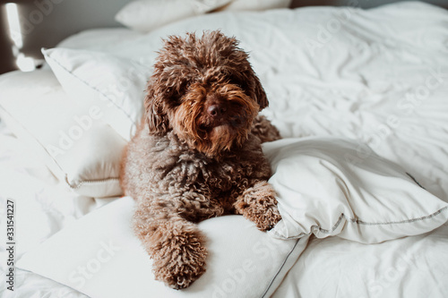 Friendly and cute brown spanish water dog lying on the bed above a white quilt. Funny time with pets. Lifestyle.