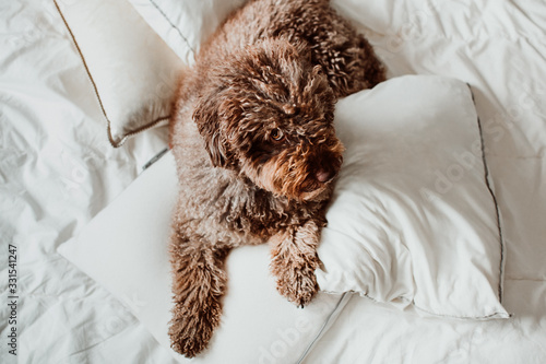 Friendly and cute brown spanish water dog lying on the bed above a white quilt. Funny time with pets. Lifestyle.