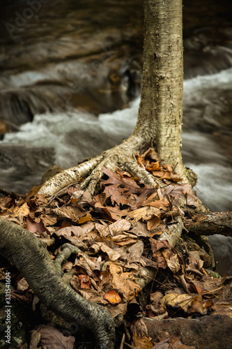 Close up of a lone tree and leaves along a running stream photo