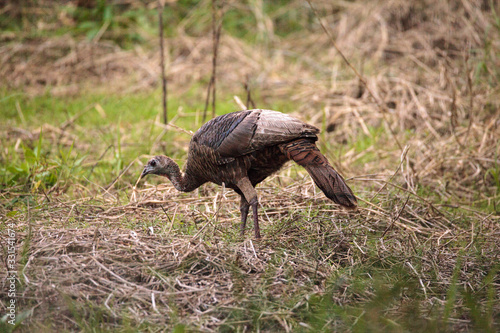 Wild osceola wild turkey Meleagris gallopavo osceola in the woods photo