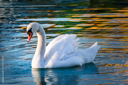 Beautiful swan swims in the lake at sunrise. Siofok town by the Balaton lake.