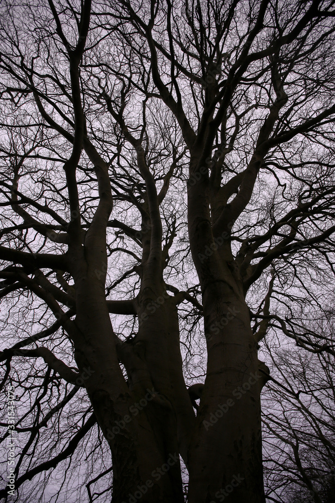 Creepy eerie trees against a clouded sky