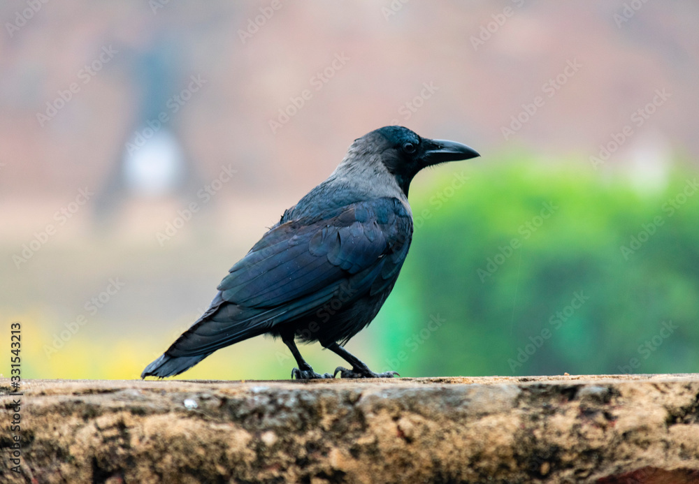 India, Delhi, New Delhi - 8 January 2020 - A crow in the Lodhi gardens India, Delhi, New Delhi - 8 January 2020 - A crow in the Lodhi gardens