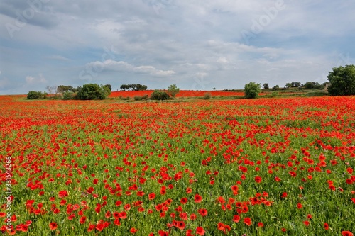 A common poppy  Papaver rhoeas  field