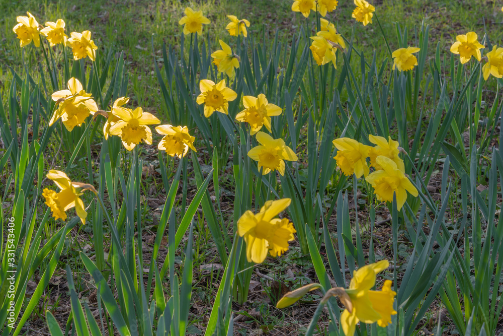 Obraz premium Gennevilliers, France - 03 15 2020: Nature in bloom as spring approaches. Carpet of yellow daffodils at sunset