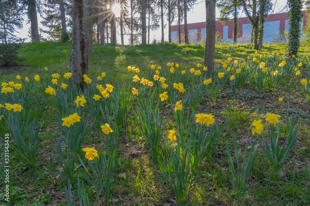 Fototapeta premium Gennevilliers, France - 03 15 2020: Nature in bloom as spring approaches. Carpet of yellow daffodils at sunset