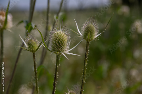 Fototapeta Naklejka Na Ścianę i Meble -  thorns, spines, and prickles grass
