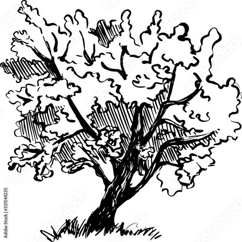 vector hand drawn with ink sketch of a tree