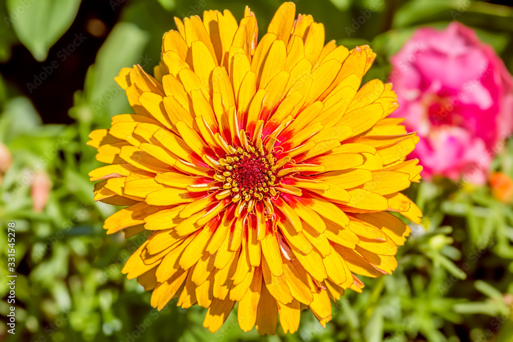 Yellow terry flower of a zinnia, macro Yellow terry flower of a zinnia, macro