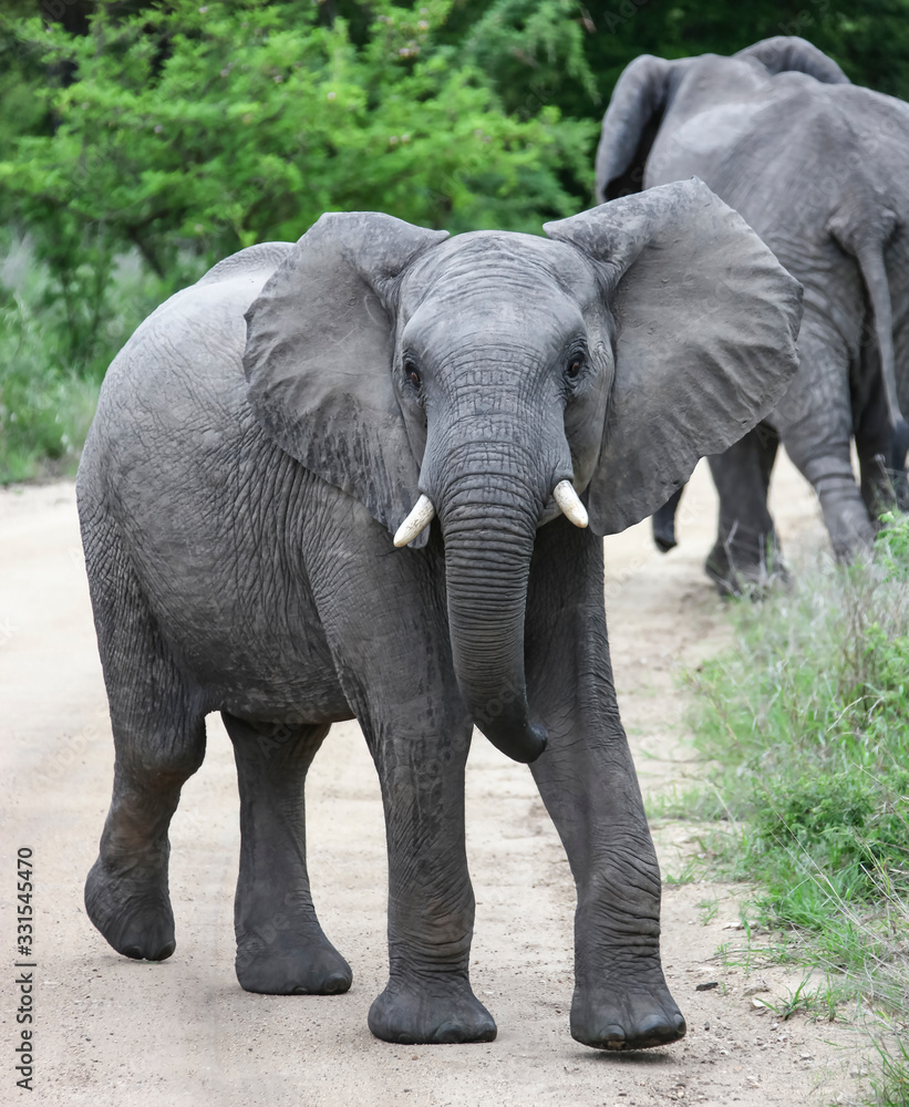 Young elephant with open ears goes to the camera.