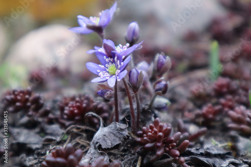 Spring flowers of the liverwort