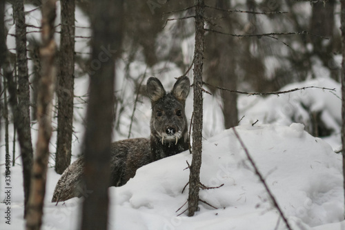 Принти на полотні Rare Siberian musk deer in a snowstorm in the taiga.