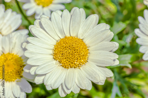 White daisies in a flower bed in the garden  macro