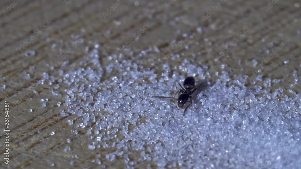 A mountain of sugar is subject to the whims of ants. A lone ant stumbles across the surface of his new found riches. A mountain of sugar is subject to the whims of ants. A lone ant stumbles across the surface of his new found riches.
