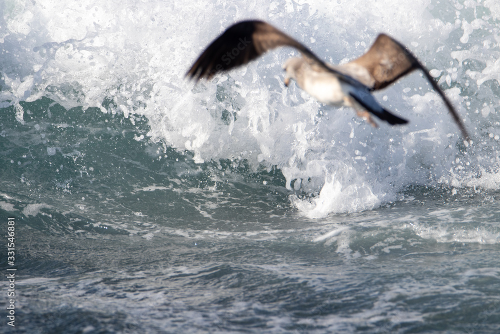 Fototapeta premium Seagull is hunting on the wave